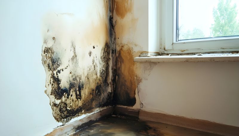 Black Mold Remediation in Fort Worth, TX