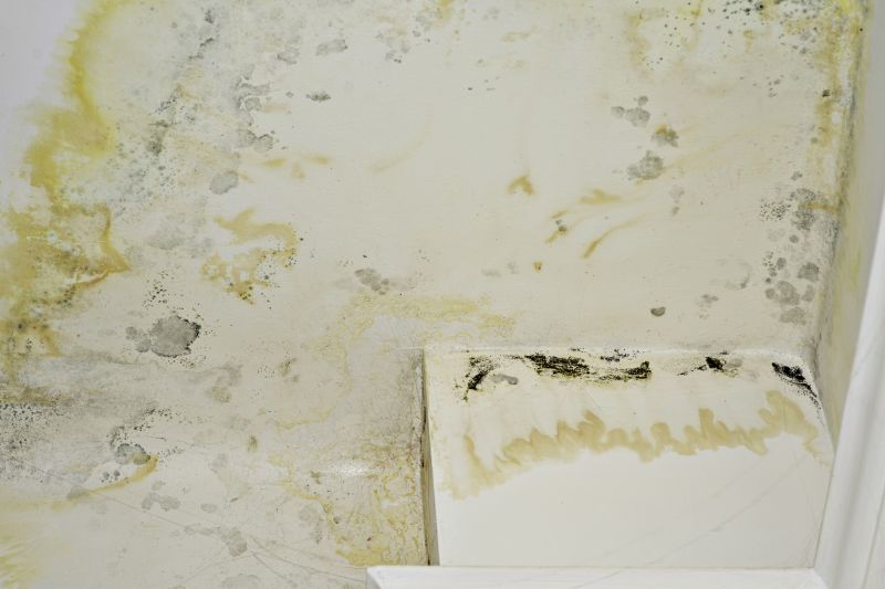 Black Mold Remediation in Essex County, NJ
