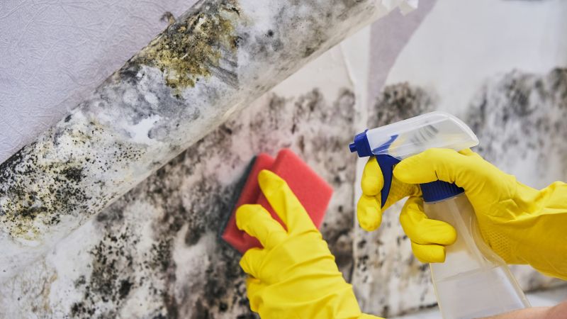 Black Mold Removal in Jupiter, FL
