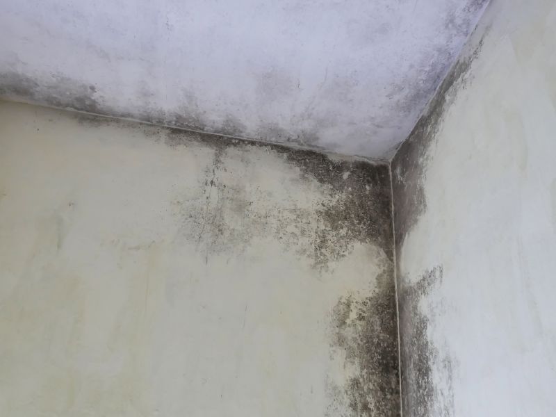 Garage Mold Remediation in Jupiter, FL
