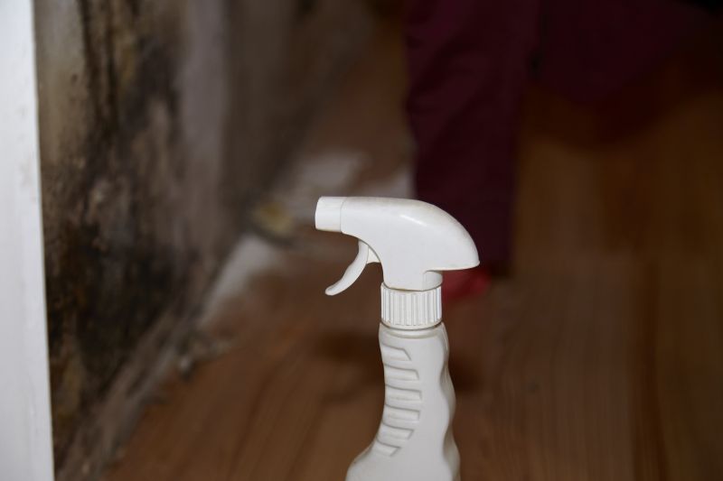 Mold Removal in Jupiter, FL